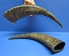 Semi-Polished Water Buffalo Horns for sale with Visible Natural Ridges 13 inches to 15 inches - Pack of 1 @ $9.00 each; Pack of 5 @ $8.10 each;  Pack of 10 @ $7.20 each; 