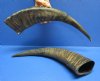 13 to 15 inches <font color=red> Wholesale</font> Semi-Polished Water Buffalo Horns for Sale,- Pack of 22 for $4.50 each