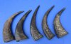 13 to 15 inches <font color=red> Wholesale</font> Semi-Polished Water Buffalo Horns for Sale - Case of 9 @ $10.00 each; Case of 20 @ $9.00 each
