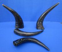 13 to 15 inches Semi-Polished Water Buffalo Horns  <font color=red> Wholesale</font>- 9 @ $10.00 each;  20 @ $9.00 each