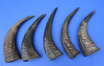 13 to 15 inches Semi-Polished Water Buffalo Horns  <font color=red> Wholesale</font>- 9 @ $10.00 each;  20 @ $9.00 each