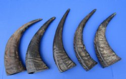 13 to 15 inches Semi-Polished Water Buffalo Horns for Sale - Pack of 2 @ $14.40 each