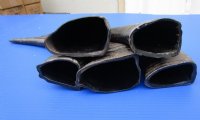 13 to 15 inches Semi-Polished Water Buffalo Horns for Sale - Pack of 2 @ $14.40 each