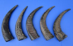 16 to 18 inches Semi-Polished Water Buffalo Horns for Sale With Natural Ridges - $23.85 each; Pack of 2 @ $21.20 each