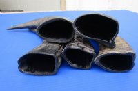 16 to 18 inches Semi-Polished Water Buffalo Horns <font color=red> Wholesale</font> - 10 @ $16.20 each