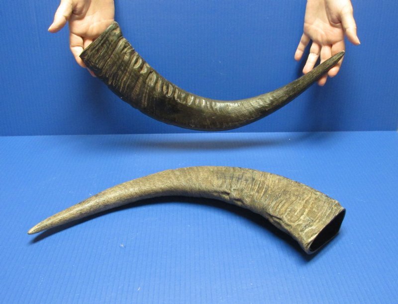 20 to 24 inches Wholesale SemiPolished Water Buffalo Horns in Bulk 16.00