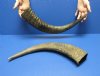20 to 24 inches <font color=red> Wholesale </font> Semi-Polished Water Buffalo Horns for Sale in Bulk - Case of 5 @ $18.00 each; Case of 8 @ $16.00 each