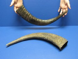 Semi Polished Water Buffalo Horns (20"/24") - $43.20 each; 2 @ $38.40 each