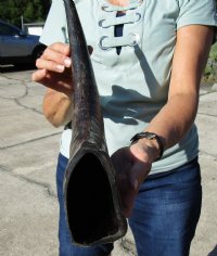Semi-Polished Water Buffalo Horns  <font color=red> Wholesale </font> (20"/24") - 8 @ $24 each