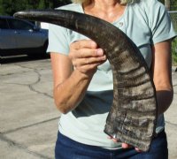 Semi-Polished Water Buffalo Horns  <font color=red> Wholesale </font> (20"/24") - 8 @ $24 each