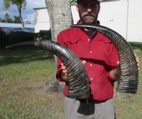Semi-Polished Water Buffalo Horns  <font color=red> Wholesale </font> (20"/24") - 8 @ $24 each