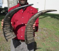 Semi-Polished Water Buffalo Horns  <font color=red> Wholesale </font> (20"/24") - 8 @ $24 each