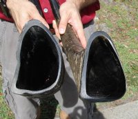 Semi-Polished Water Buffalo Horns  <font color=red> Wholesale </font> (20"/24") - 8 @ $24 each