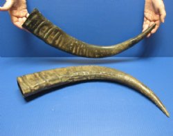 Large Semi-polished Natural Water Buffalo Horns  <font color=red> Wholesale</font> (25"/29") - 6 @ $31 each