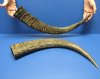 25 to 29 inches <font color=red> Wholesale</font> Large  Semi-polished Natural Water Buffalo Horns in Bulk - Case of 3 @ $30.00 each; Case of 6 @ $26.00 each