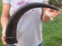 Large Semi-Polished Natural Water Buffalo Horn (25"/29") - $49.60 each