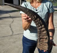 Large Semi-Polished Natural Water Buffalo Horn (25"/29") - $49.60 each