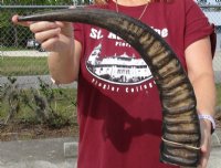 Large Semi-polished Natural Water Buffalo Horns  <font color=red> Wholesale</font> (25"/29") - 6 @ $31 each