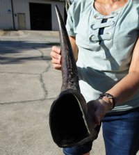 Large Semi-Polished Natural Water Buffalo Horn (25"/29") - $49.60 each