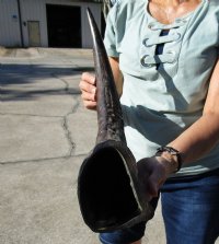 Large Semi-polished Natural Water Buffalo Horns  <font color=red> Wholesale</font> (25"/29") - 6 @ $31 each