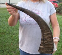 Large Semi-Polished Natural Water Buffalo Horn (25"/29") - $49.60 each