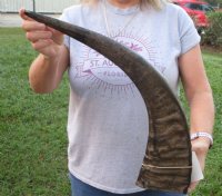 Large Semi-polished Natural Water Buffalo Horns  <font color=red> Wholesale</font> (25"/29") - 6 @ $31 each
