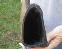 Large Semi-Polished Natural Water Buffalo Horn (25"/29") - $49.60 each
