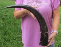 Large Semi-Polished Natural Water Buffalo Horn (25"/29") - $49.60 each