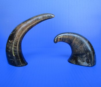 Semi-Polished Water Buffalo Horns 6 to 8 inches <font color=red> Wholesale</font>  - 45 @ $2.00 each