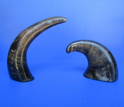 Semi-Polished Water Buffalo Horns 6 to 8 inches  - 6 @ $3.20 each