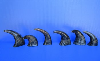 Semi-Polished Water Buffalo Horns 6 to 8 inches  - 6 @ $3.20 each