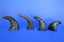 Semi-Polished Water Buffalo Horns 6 to 8 inches <font color=red> Wholesale</font>  - 45 @ $2.00 each