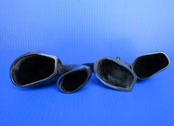 Semi-Polished Water Buffalo Horns 6 to 8 inches  - 6 @ $3.20 each