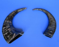 Semi-Polished Water Buffalo Horns 9 to 14 inches  - 2 @ $6.80 each