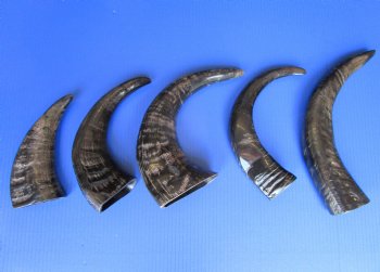 Semi-Polished Water Buffalo Horns <font color=red> Wholesale</font> 9 to 14 inches  - 22 @ $4.25 each
