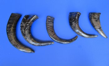 Semi-Polished Water Buffalo Horns <font color=red> Wholesale</font> 9 to 14 inches  - 22 @ $4.25 each