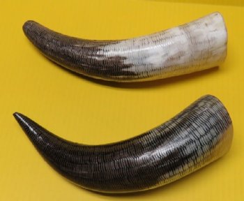 Carved Cow Horns with a Fish Scales/Snake Skin Pattern 12 to 14-7/8 inches - $12.80 each