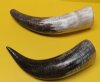 <font color=red>Wholesale</font> Carved Water Buffalo Horns, Fish Skin Pattern, 12 to 14-7/8 inches - 12 @ $8.00 each