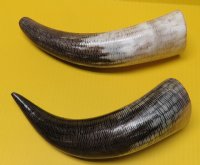 Carved Buffalo Horns with a Fish Scales/Snake Skin Pattern 12 to 14-7/8 inches - Packed 1 @ $13.50 each; Pack of 4 @ $11.55 each; 