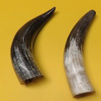 Carved Cow Horns with a Fish Scales/Snake Skin Pattern 12 to 14-7/8 inches - $12.80 each