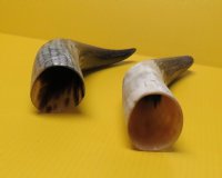 Carved Buffalo Horns with a Fish Scales/Snake Skin Pattern 12 to 14-7/8 inches - Packed 1 @ $13.50 each; Pack of 4 @ $11.55 each; 