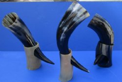 15 to 19 inches Viking Drinking Horns with Horn Stands <font color=red> Wholesale</font> - 6 @ $19.50