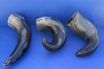 16 to 19 inches Polished Water Buffalo Horns <font color=red> Wholesale</font> With a Wide Base - 9 @ $11.00 each
