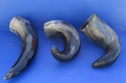 16 to 19 inches Polished Water Buffalo Horn With a Wide Base - $17.99 each