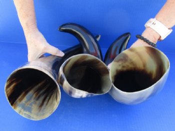 16 to 19 inches Polished Water Buffalo Horn With a Wide Base - $17.99 each