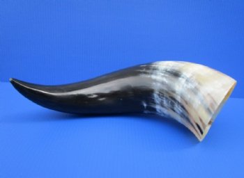 20 to 23-7/8 inches Wide Base Polished Water Buffalo Horns <font color=red> Wholesale</font> - 3 @ $32.00 each; 6 @ $28.50 each 