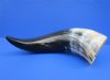 20 to 23-7/8 inches <font color=red> Wholesale</font> Wide Base Polished Water Buffalo Horns for Sale -Case of 3 @ $32.00 each; Case of 6 @ $28.50 each 