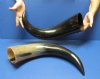 20 to 23-7/8 inches <font color=red> Wholesale</font> Wide Base Polished Water Buffalo Horns for Sale - Case of 6 @ $24.00 each 