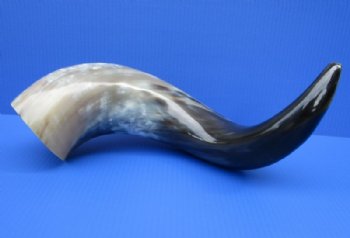 25 to 27-7/8 inches Wide Base Large Polished Water Buffalo Horns <font color=red> Wholesale</font> - 2 @ $45.00 each