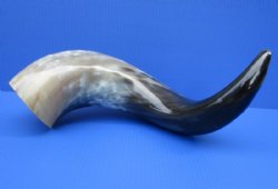 25 to 27-7/8 inches Large Polished Buffalo Horns <font color=red> Wholesale</font> - 6 @ $45 each
